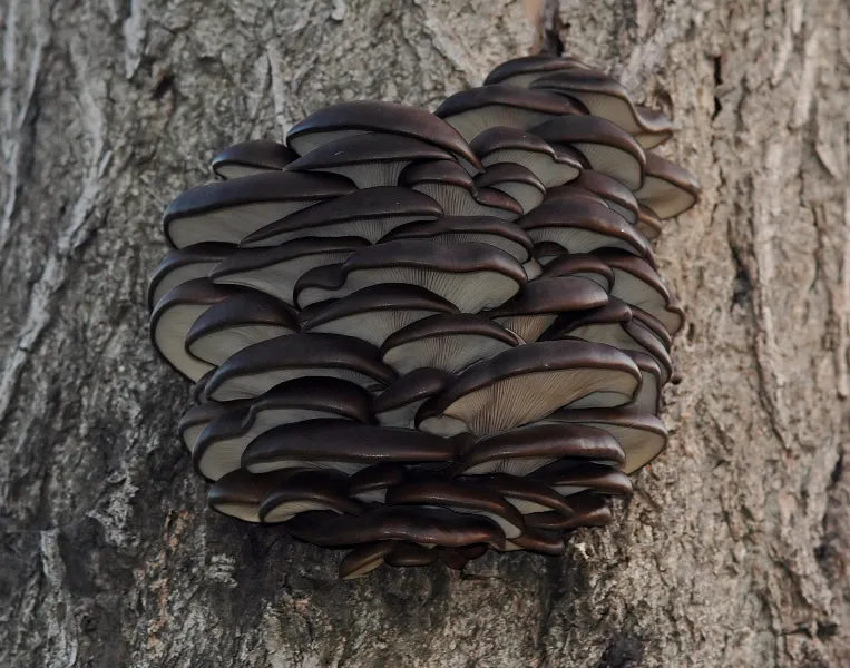 Πλευρώτους (Pleurotus ostreatus) σε κορμό δέντρου