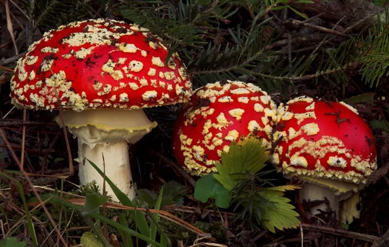 Μανιτάρια Amanita muscaria με κόκκινο καπέλο και λευκά στίγματα
