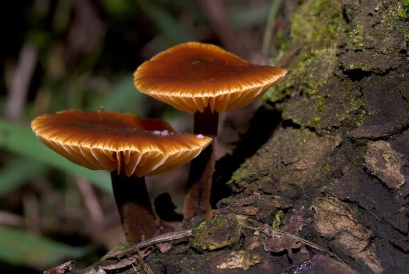 Μανιτάρια Flammulina velutipes σε κορμό δέντρου