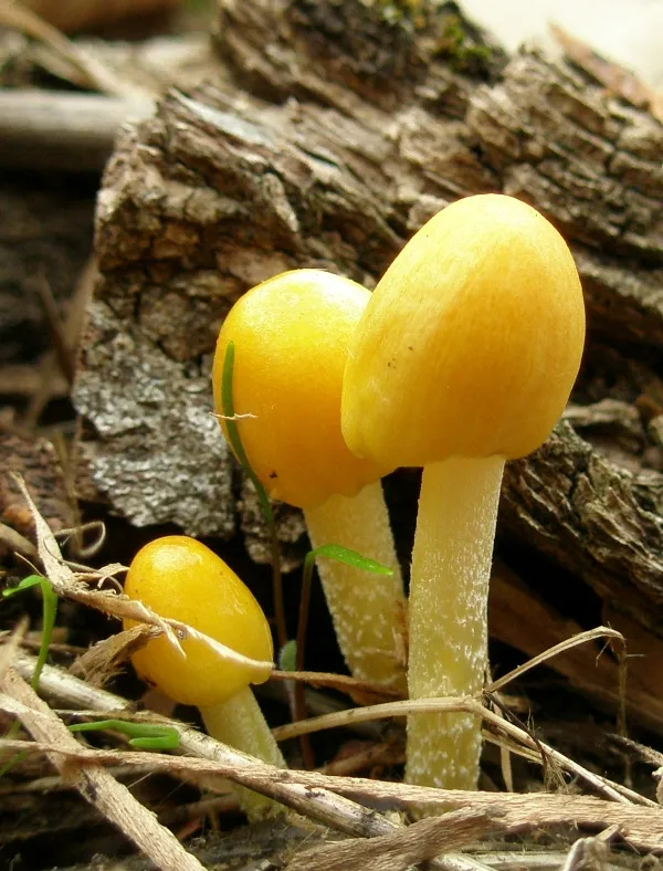 Κίτρινα μανιτάρια Bolbitius vitellinus