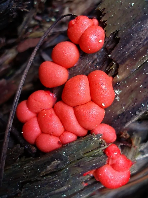 Κόκκινες σφαίρες του μύκητα Lycogala epidendron σε σάπιο ξύλο